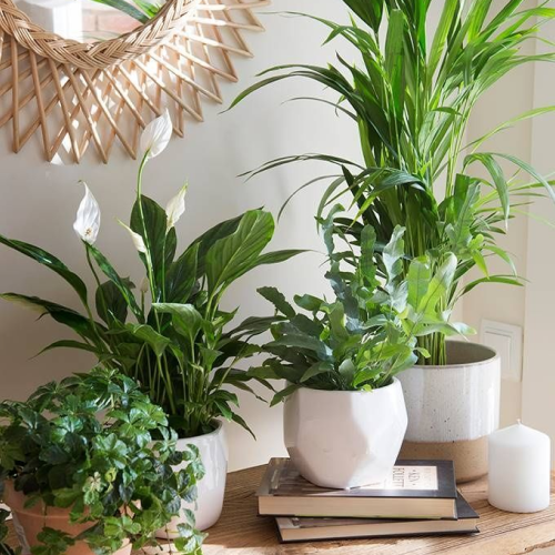 Feng Shui: como incluir plantas na sua casa seguindo a prática