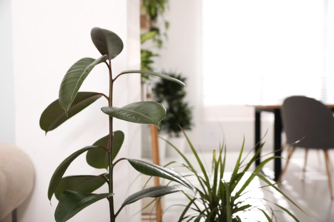 As melhores plantas para apartamentos