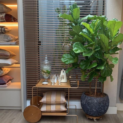Ficus Lyrata: presença e sofisticação