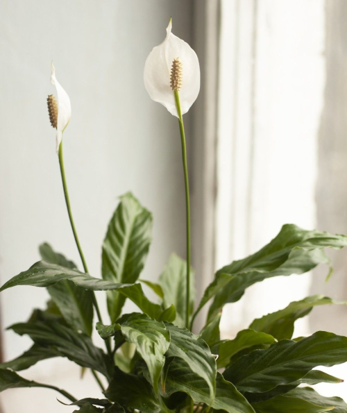 Lírio-da-paz: equilíbrio e suavidade