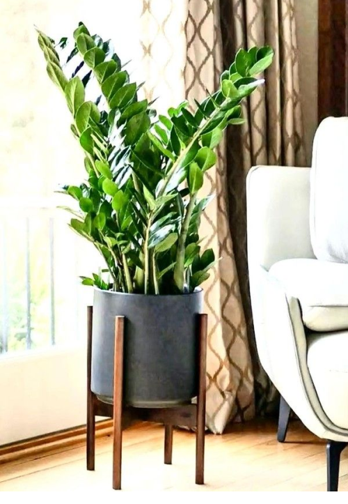 Zamioculca: elegante e de baixa manutenção